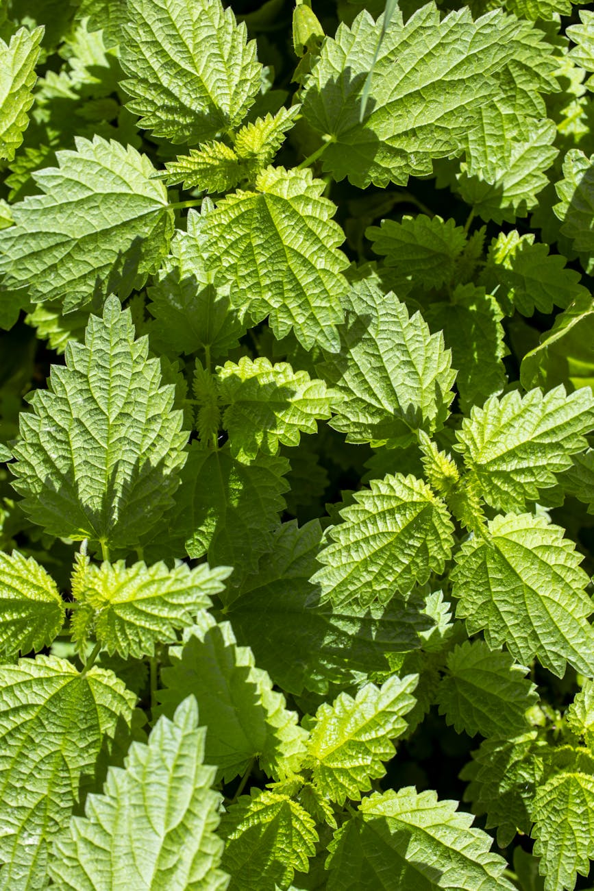 gros plan de feuilles d ortie verte dans un jardin ensoleille