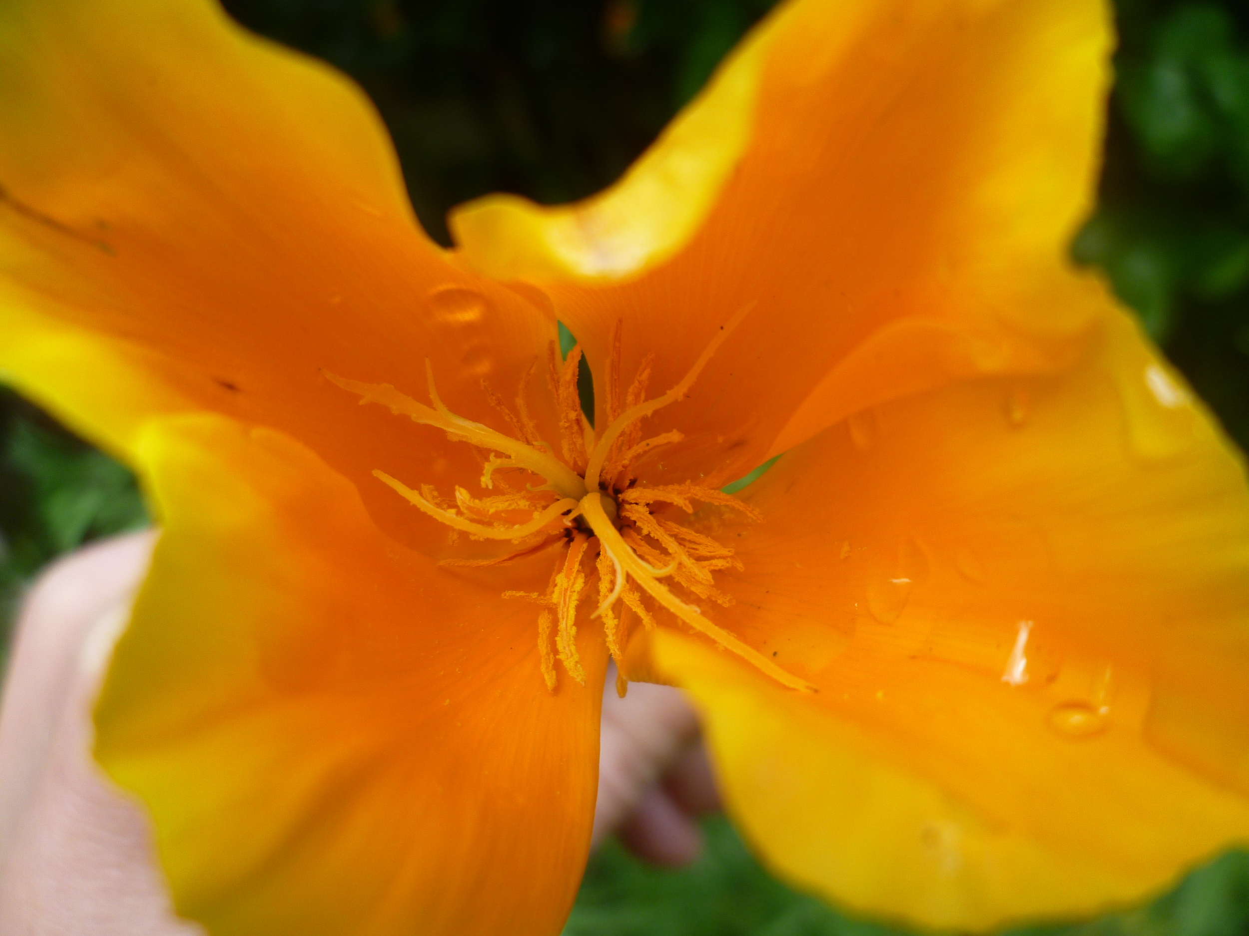 escholtzia dans la rosee du matin