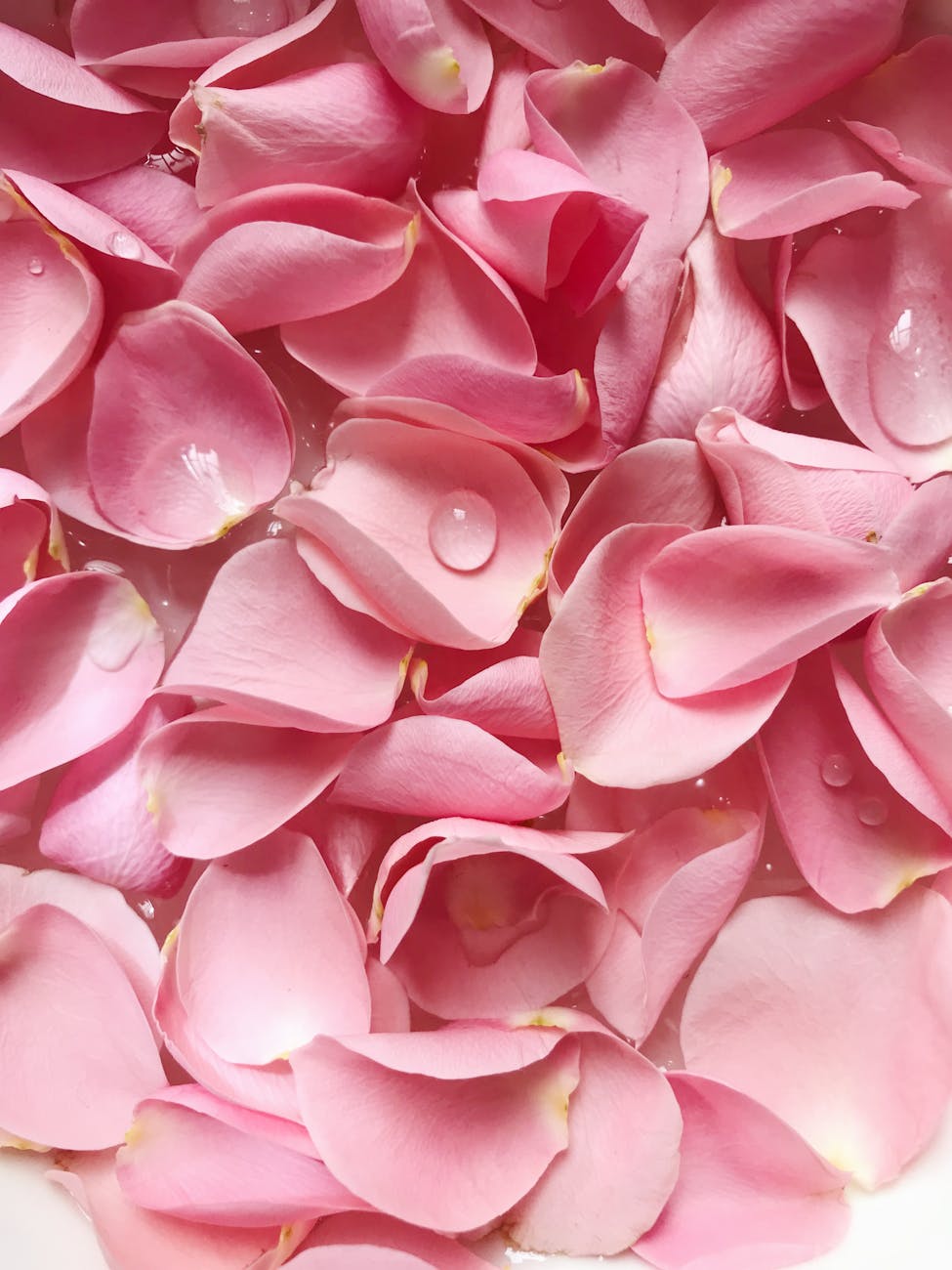 petales roses