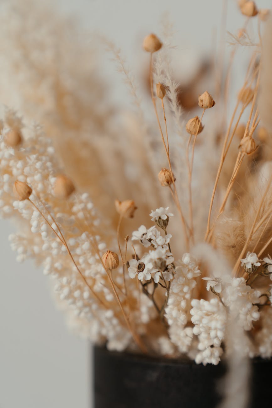 fleurs blanches en gros plan