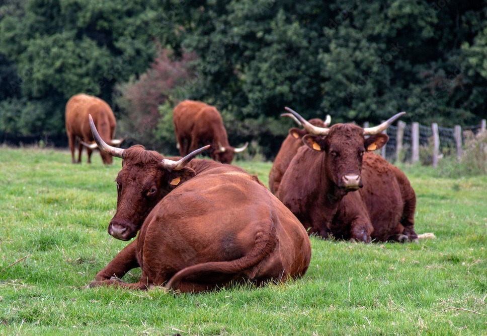 vache 2