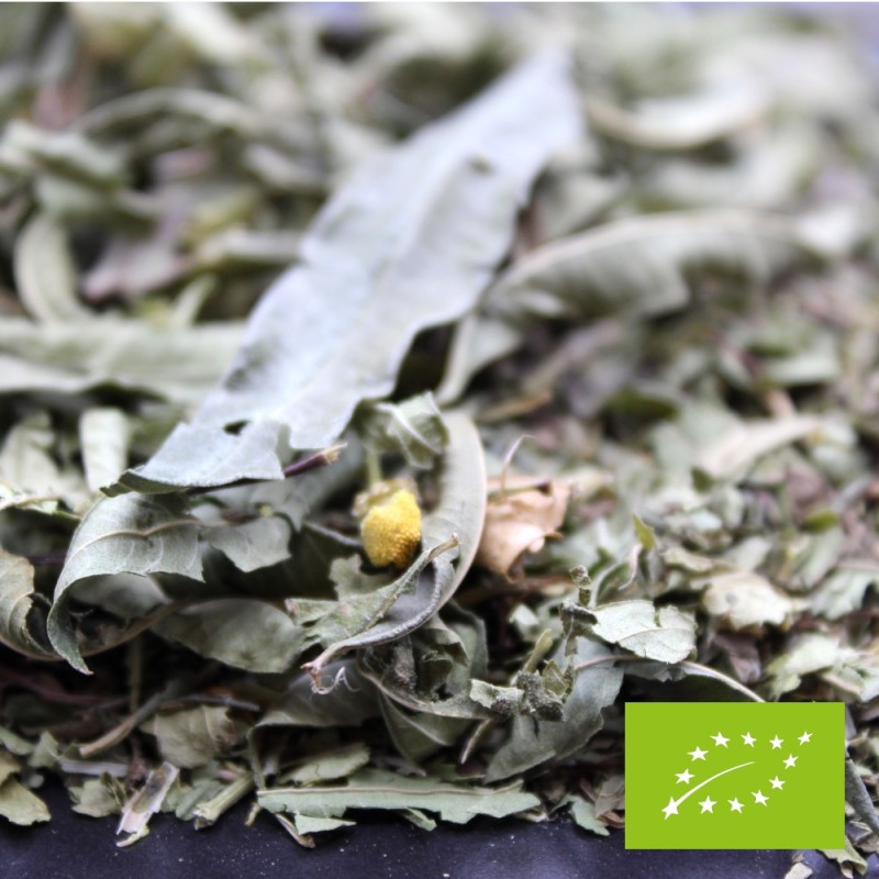 verveine-menthe