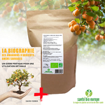 amandons-d-abricots-amers-bio-amande-bitter-kernels-1kg-livre