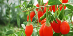goji-bio