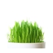 herbe-ble-et-orge-bio
