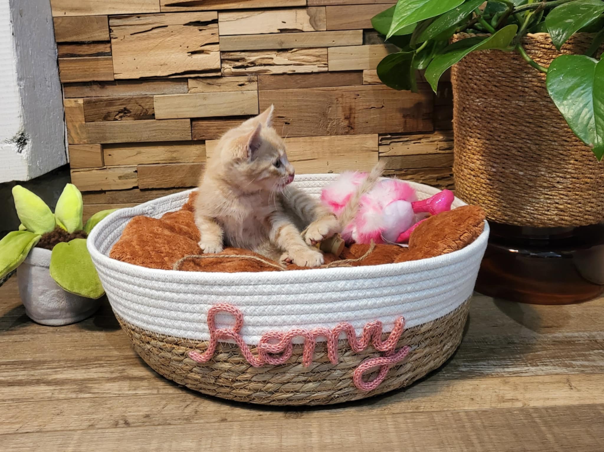 Romy