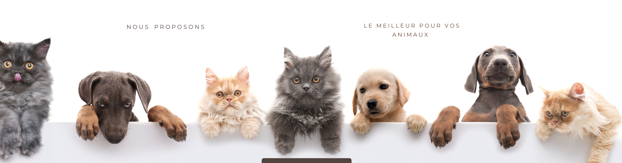 pet shop instagram post 2000 x 550