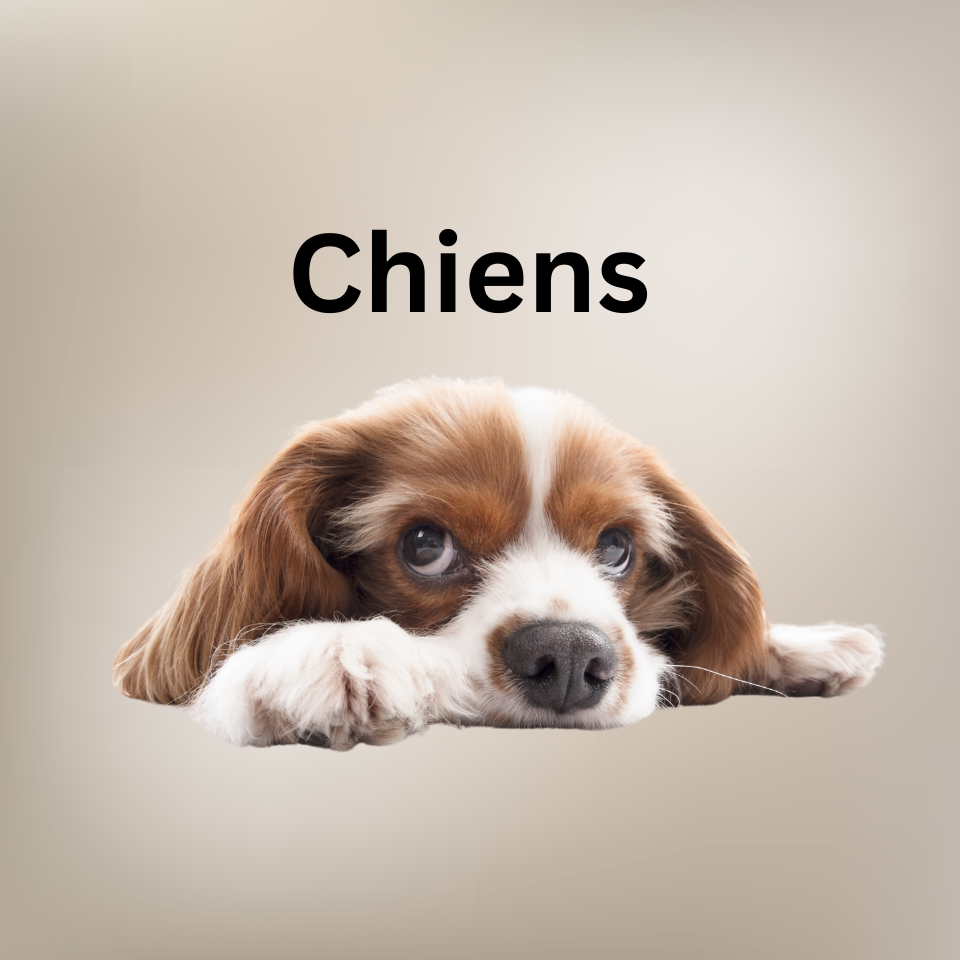 Accessoires pour chiens