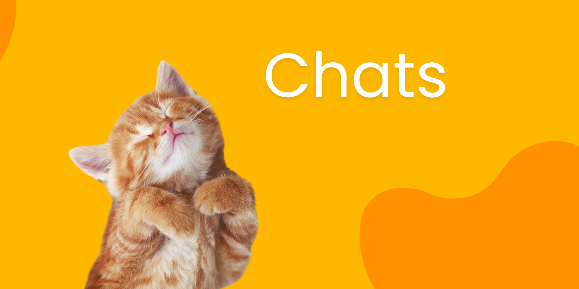 Accessoires pour chats