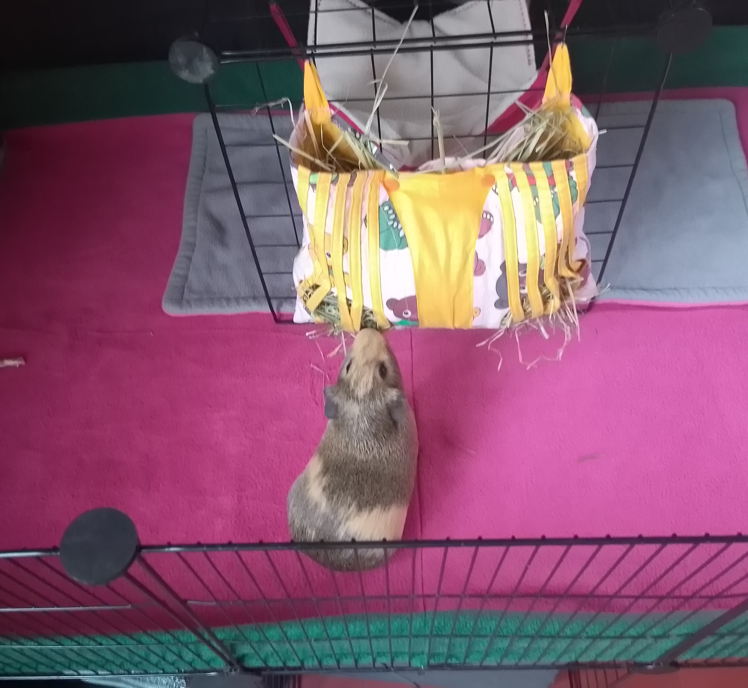 cochon d inde mange dans un sac a foin