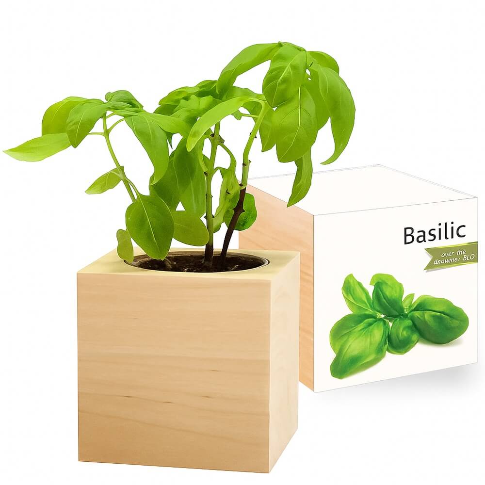 cube_vegetal_en_bois_grave_personnalisable_basilic