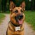 medaillon_animal_personnalisable_os_logo_ambiance