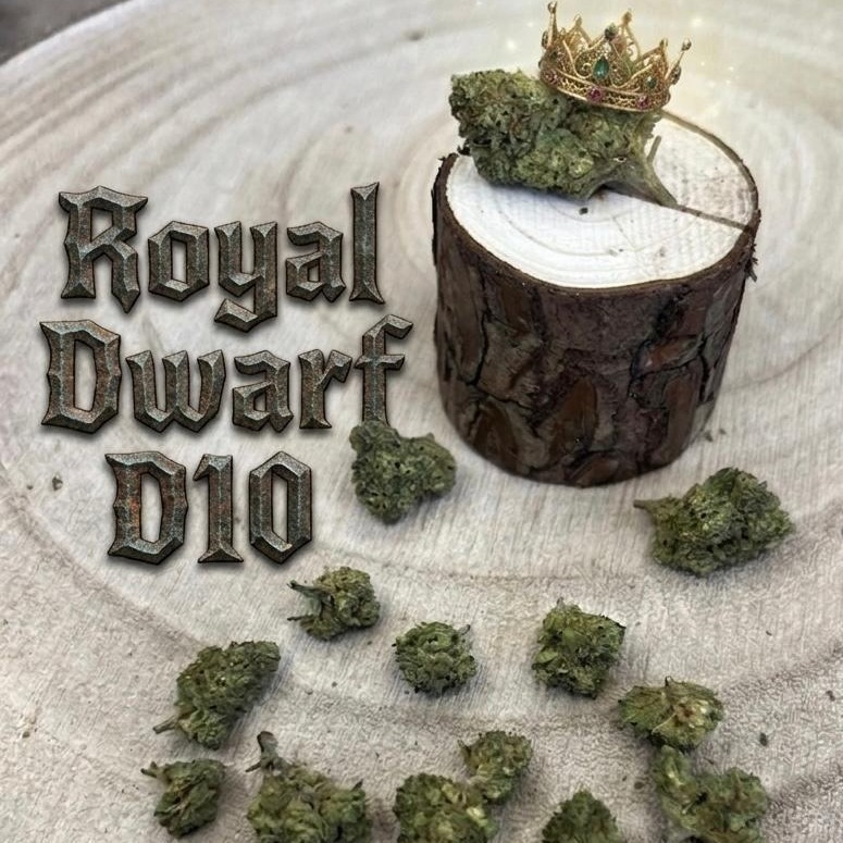 royal dwarf d10