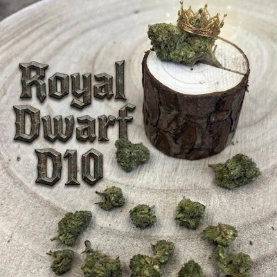 royal dwarf d10