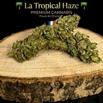 tropical haze