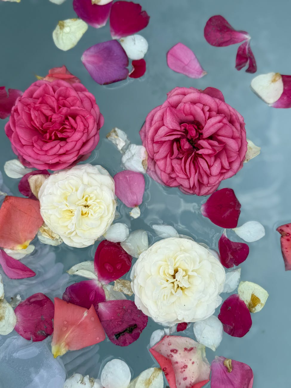 photos gratuites de arrangement floral art floral beaute naturelle