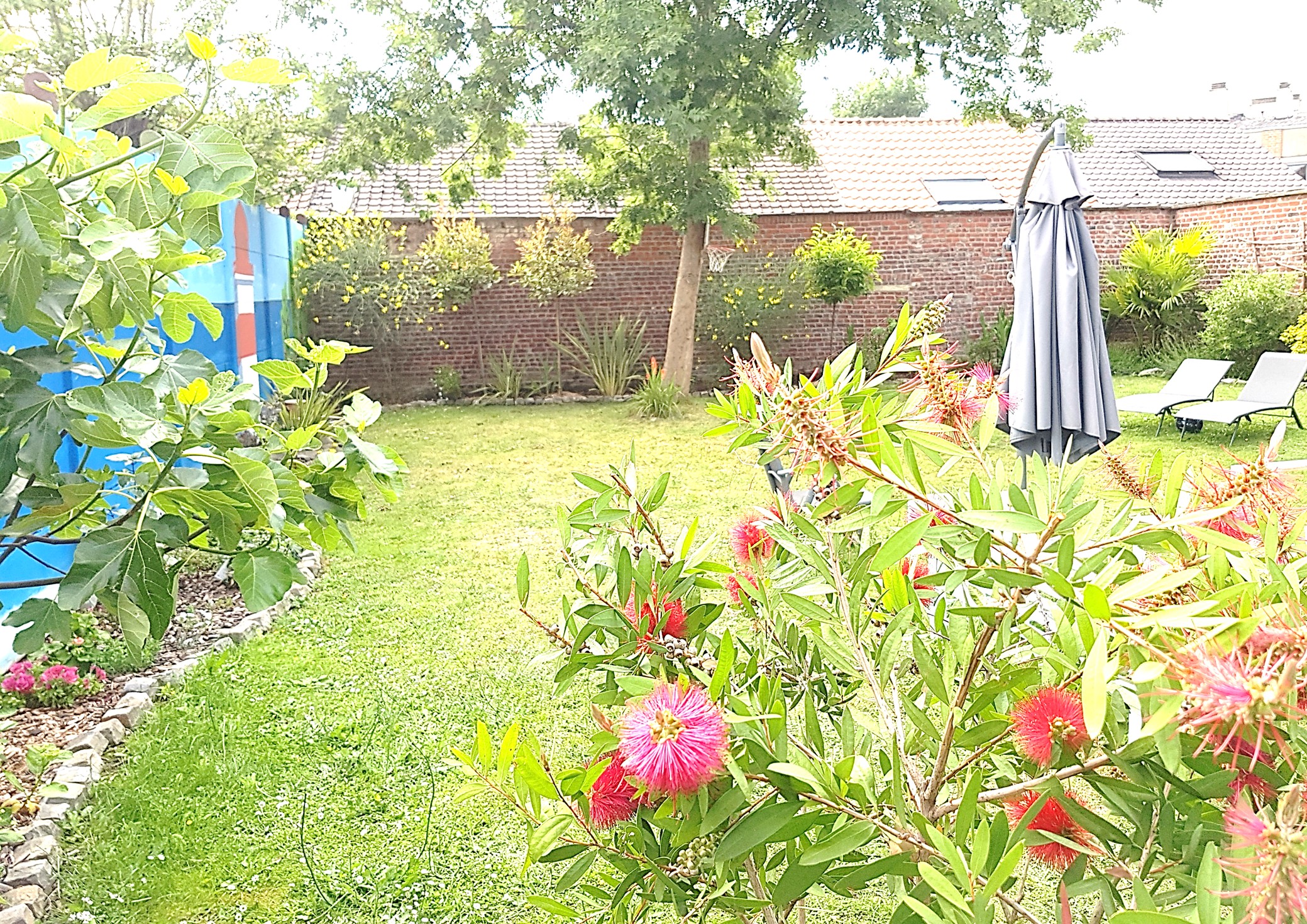 plantes d exterieur 2