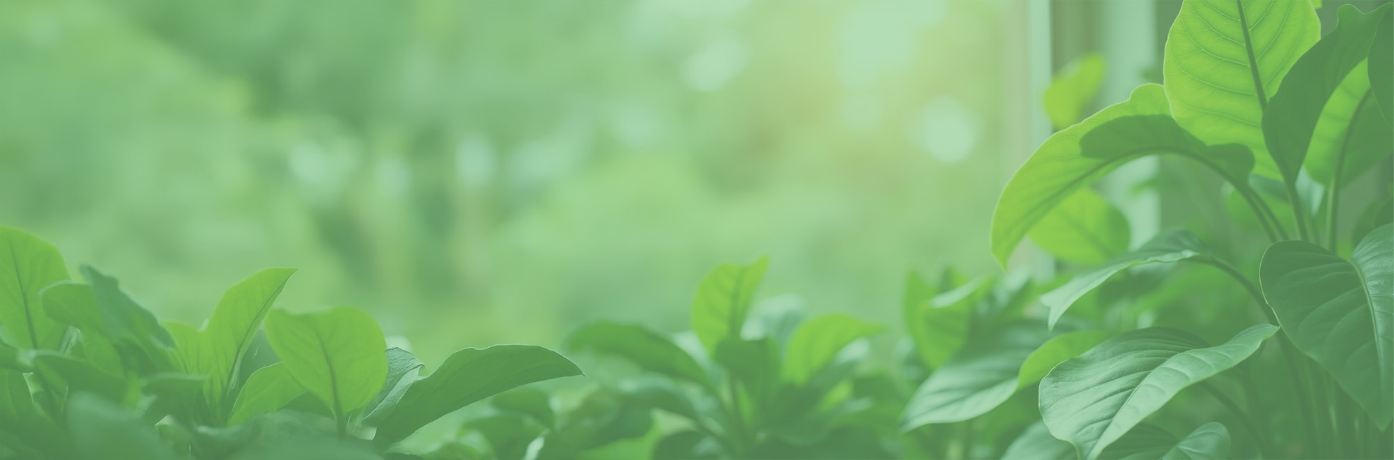 imgi_2_crea-plantimpecs-banniere-plantes