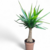 crea-plantimpecs-yucca-elephant-yucca-elephantipes