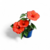 crea-plantimpecs-hibiscus-hawaien