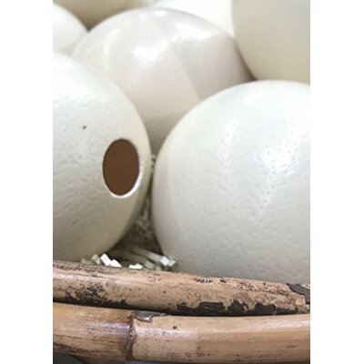 Lot de 5 Oeufs d Autruche Naturels - Klocke Osterdekoration