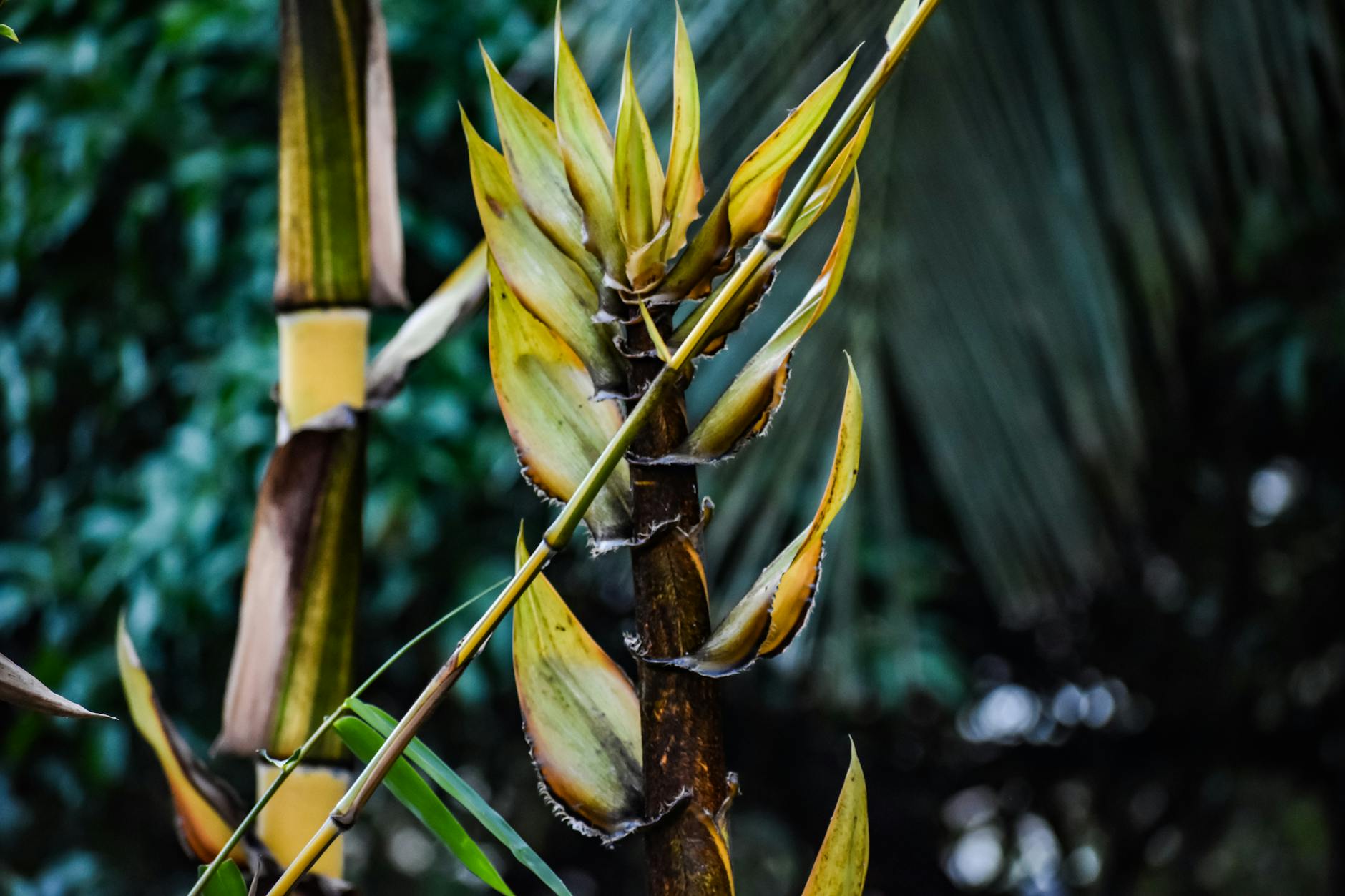 photographie de mise au point peu profonde d une plante a feuilles jaunes et vertes