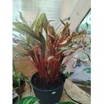 IMG_20260624_095857