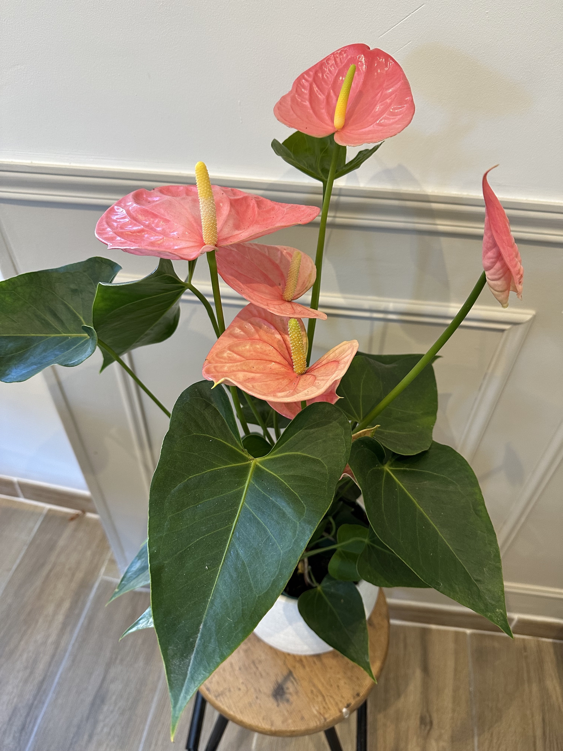 anthurium-rose-lacabanedejuju