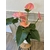 anthurium-rose-lacabanedejuju