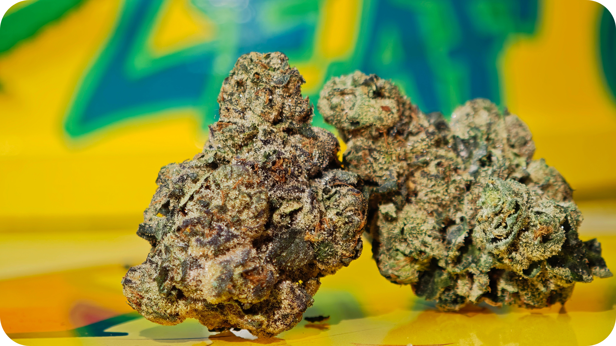 acheter Sunset Sherbet THCA en ligne – Fleur THCA ultra puissante France