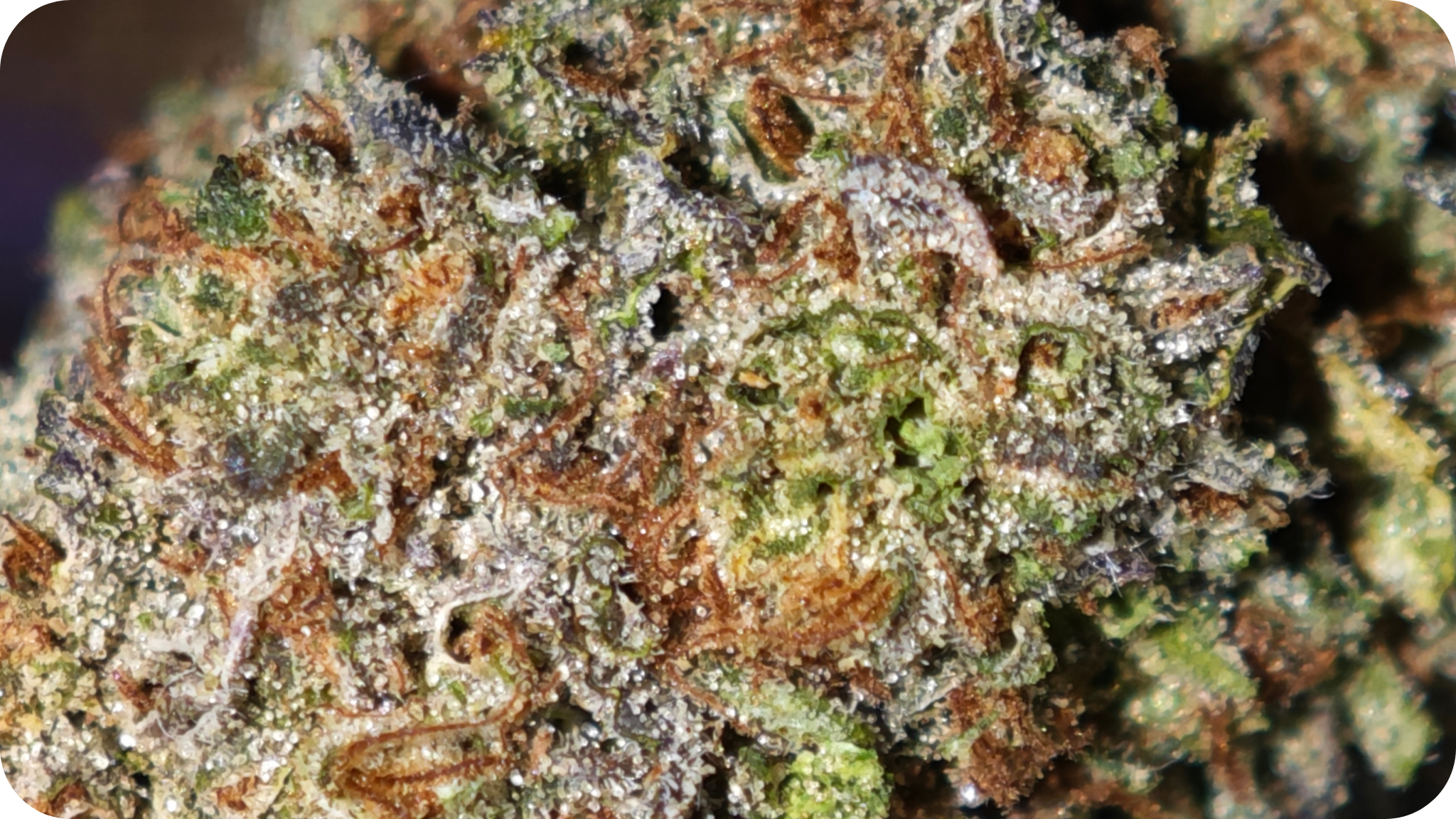 Red Velvet Runtz AAA+ THCA – Fleur Premium Made in USA