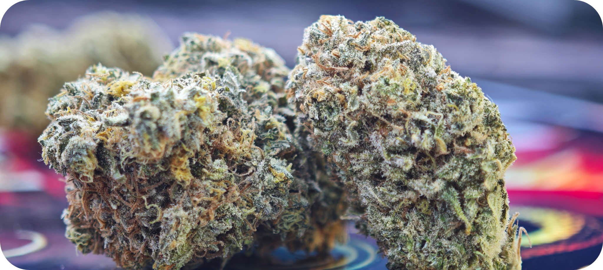 the chronic thca ACHAT THCA , THCA FRANCE , THCA EUROPE , THCA CALIFORNIE , THCA FLOWER , THCA FLEUR , THCA LEGAL