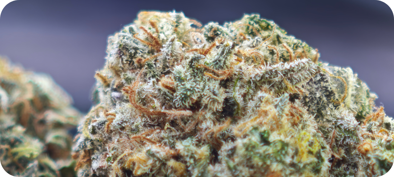 thca ACHAT THCA , THCA FRANCE , THCA EUROPE , THCA CALIFORNIE , THCA FLOWER , THCA FLEUR , THCA LEGAL