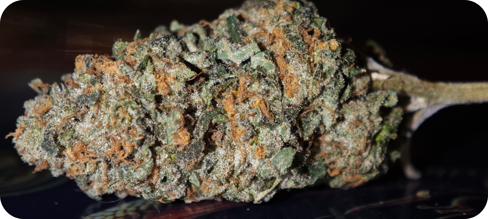 white runtz thca