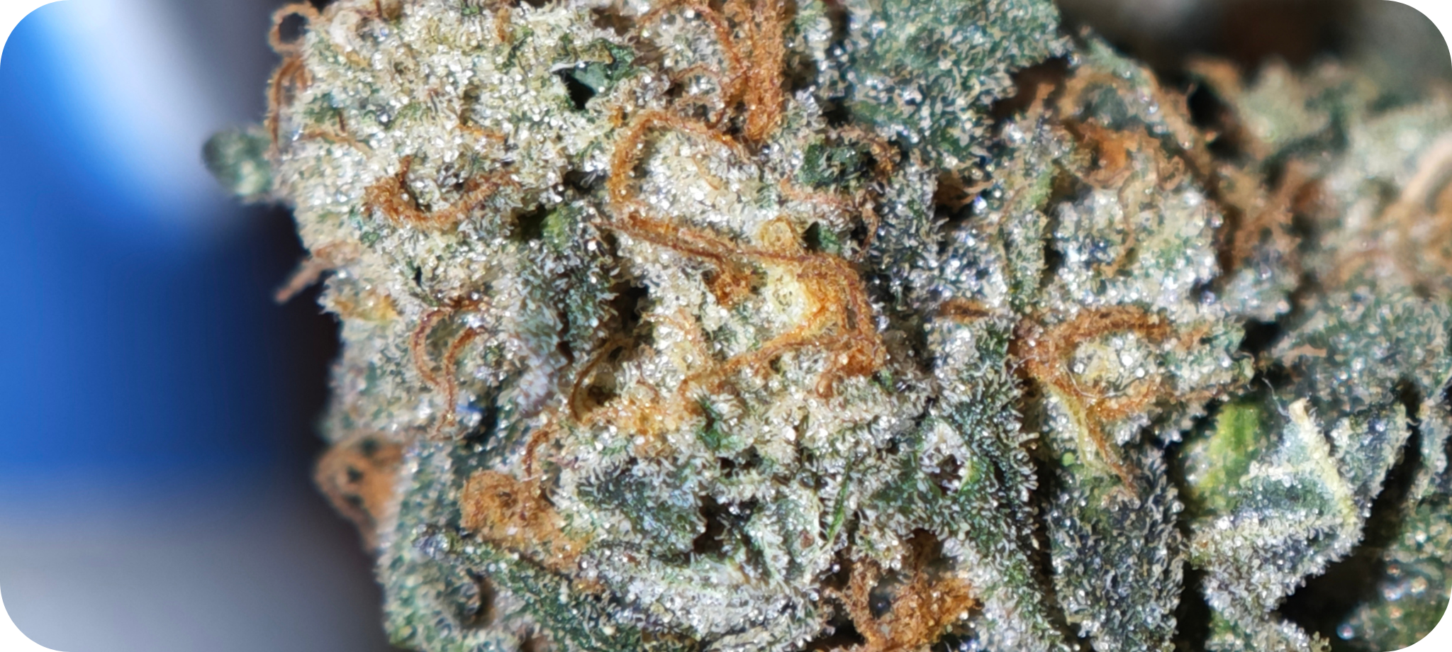 achat thca , thca france , thca europe thca white runtz , thca pas cher leaf gold thca