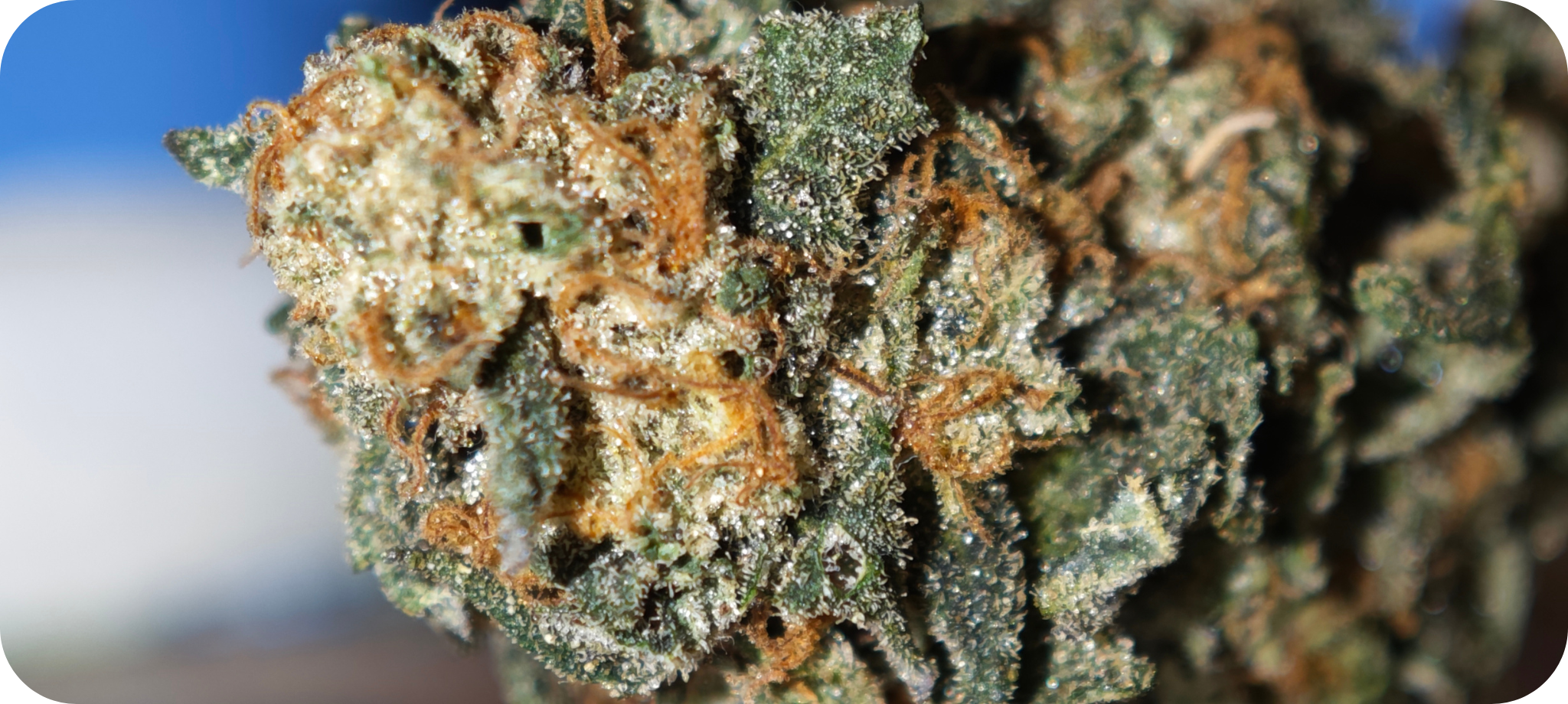 thca pas cher , achat thca , thca france , thca europe thca white runtz , thca pas cher