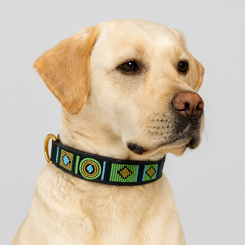 Labrador blond à retravailler