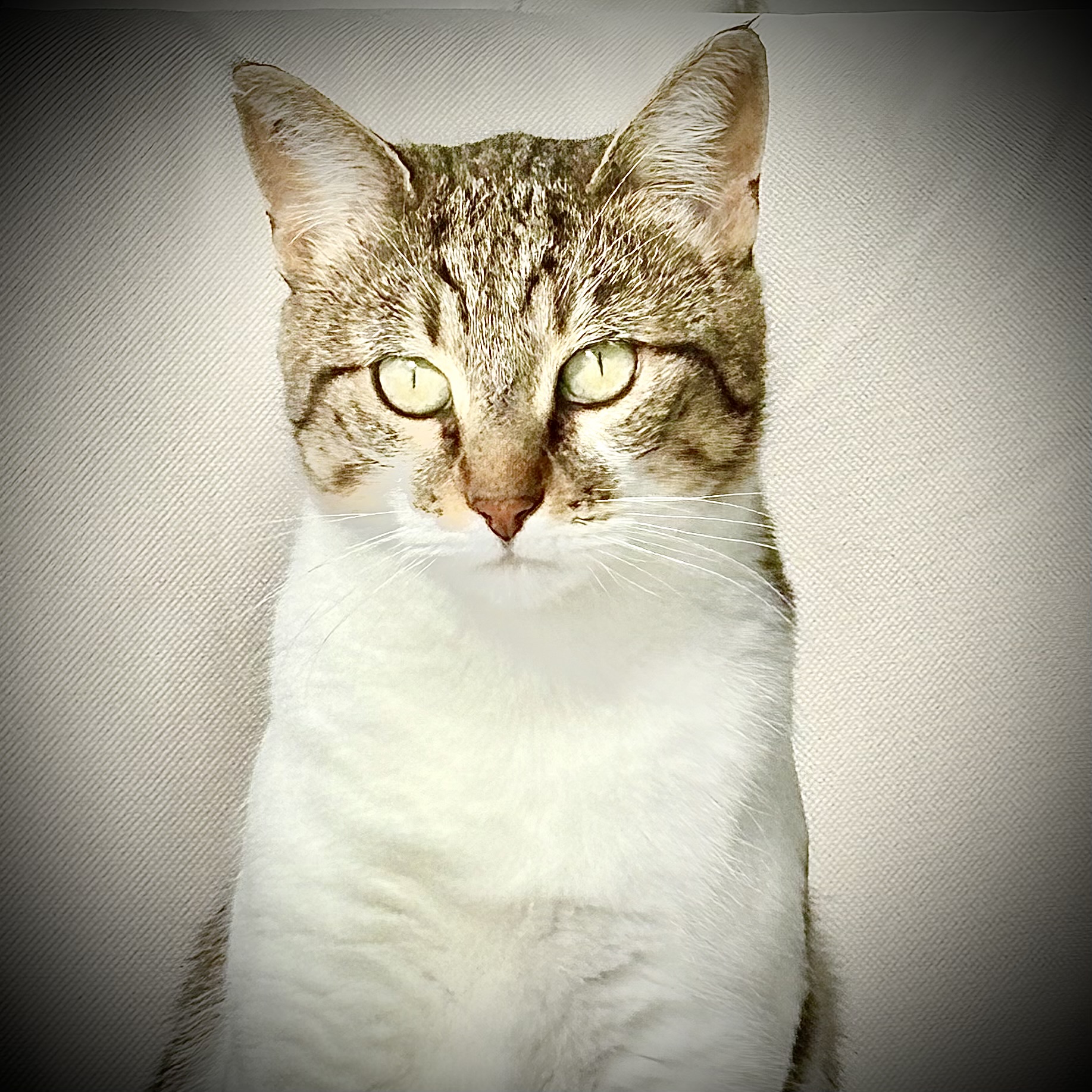 Colliers pour chats