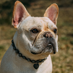 Kavach boulledogue français
