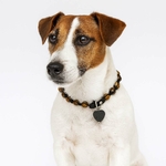 Nyasah sur jack russell