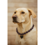 labrador blond