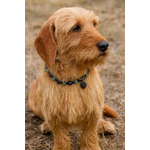 Photo basset de bretagne