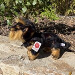 peluche teckel 5