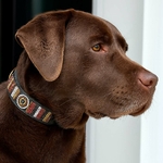 Labrador chocolat