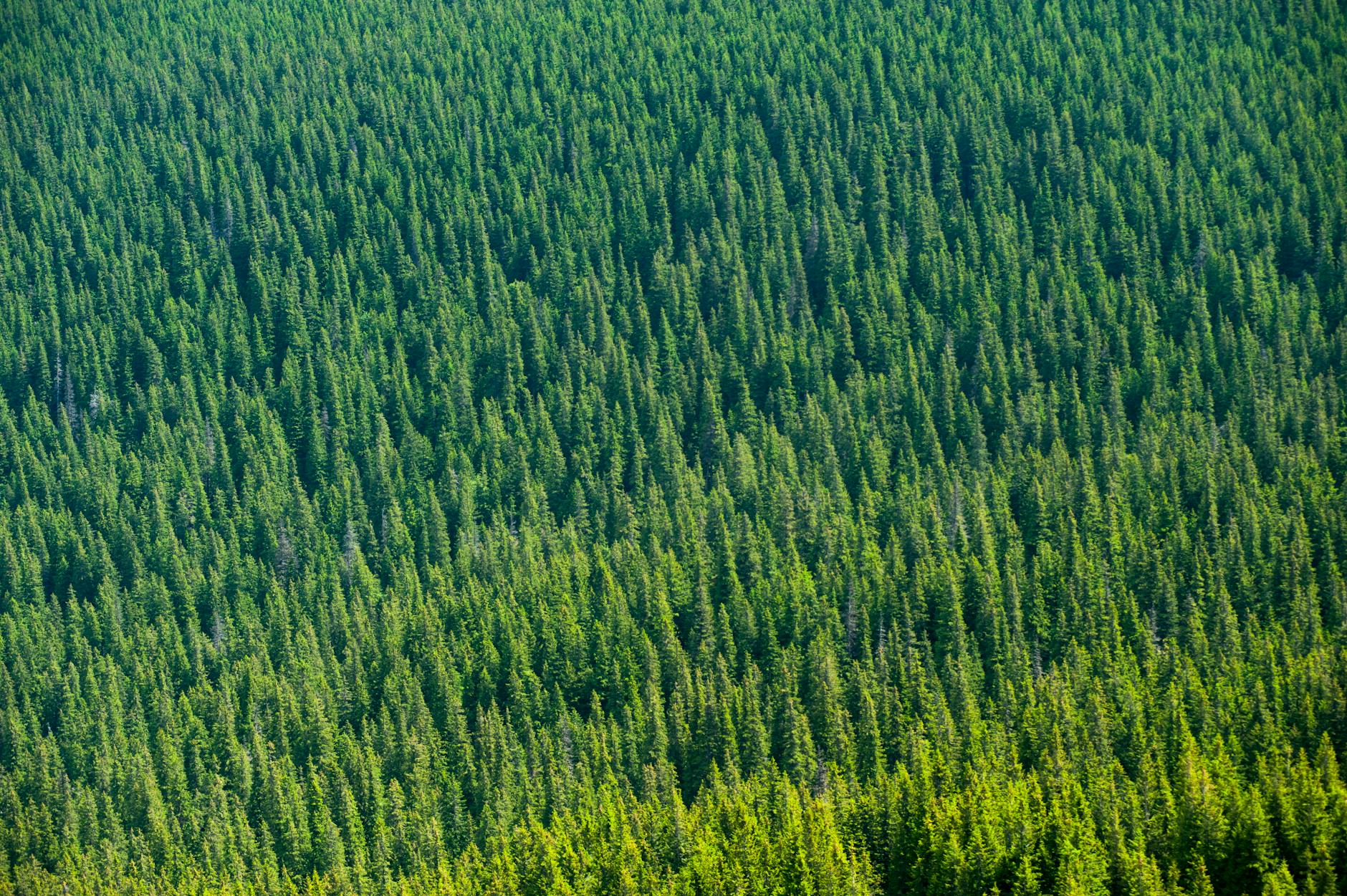 vue aerienne des arbres forestiers