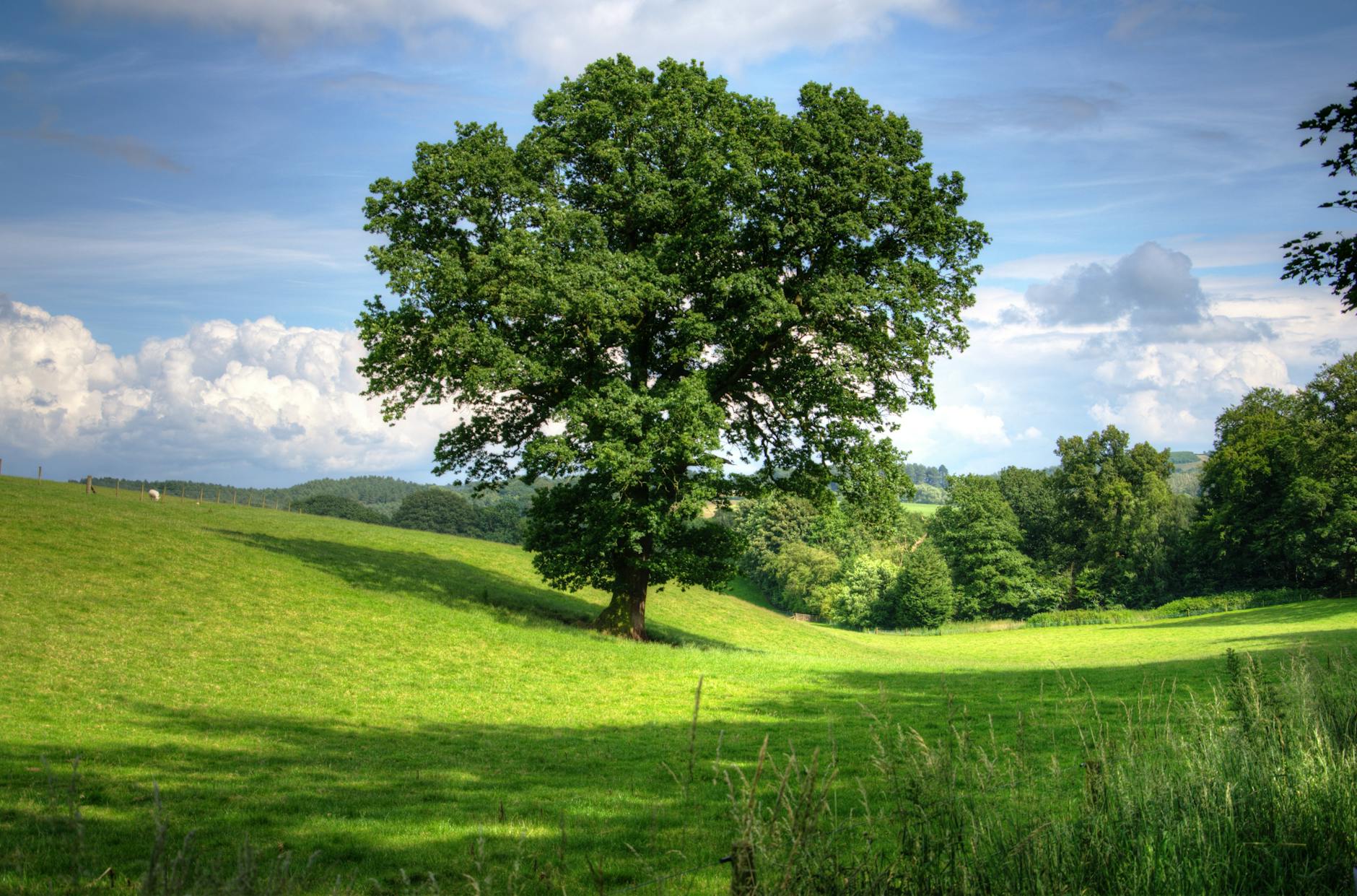 arbre vert sur champ d herbe pendant la journee