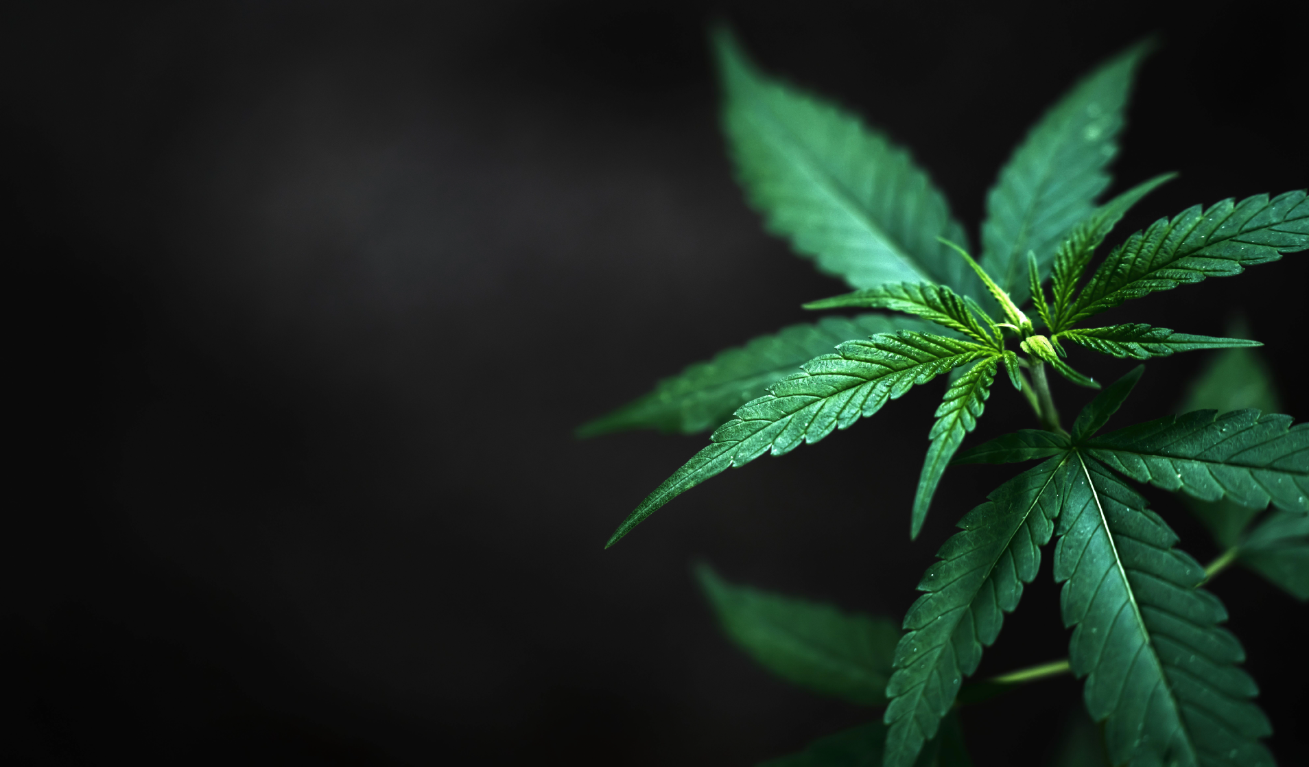 killerweedcbd ban