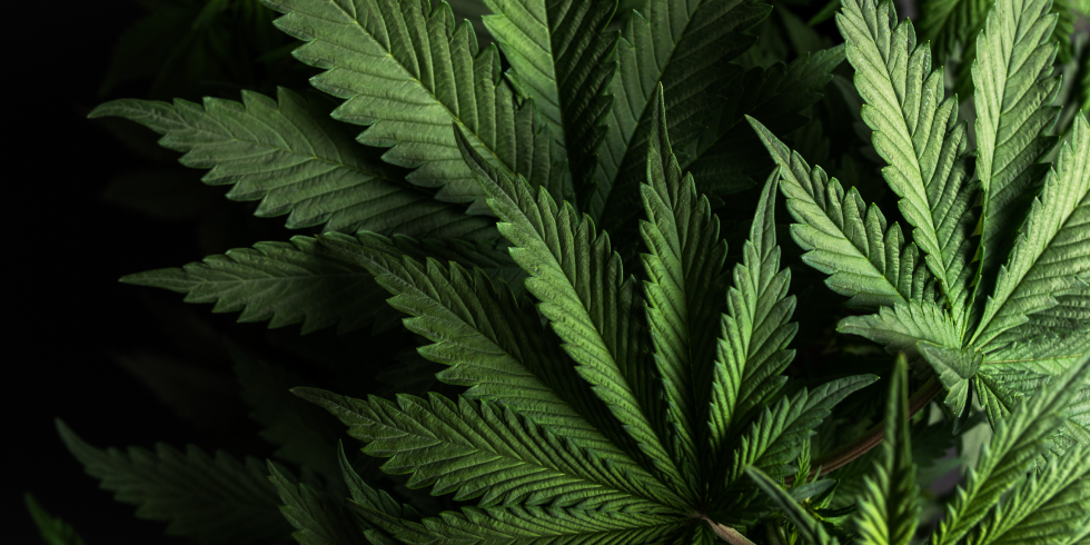 THC