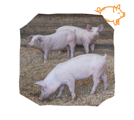 porcs eleves sur ferme les acaciasurt