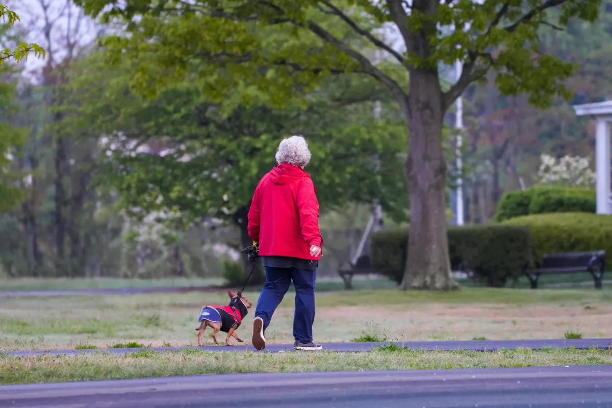 Une personne promène un petit chien en laisse dans un parc verdoyant